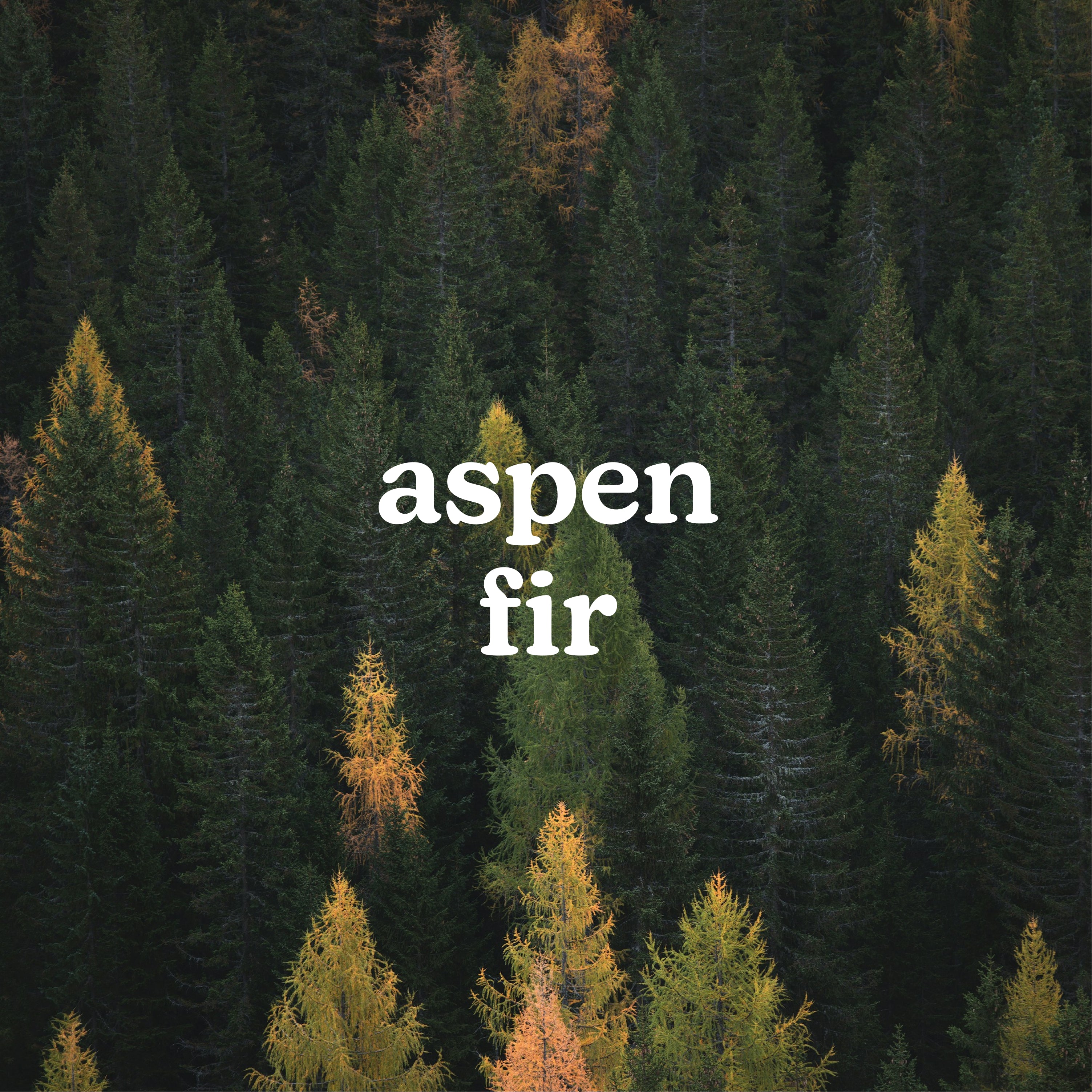 homedics-serenescent-aspen-fir-limited-edition-essential-oil-aromatherapy-refill image 2
