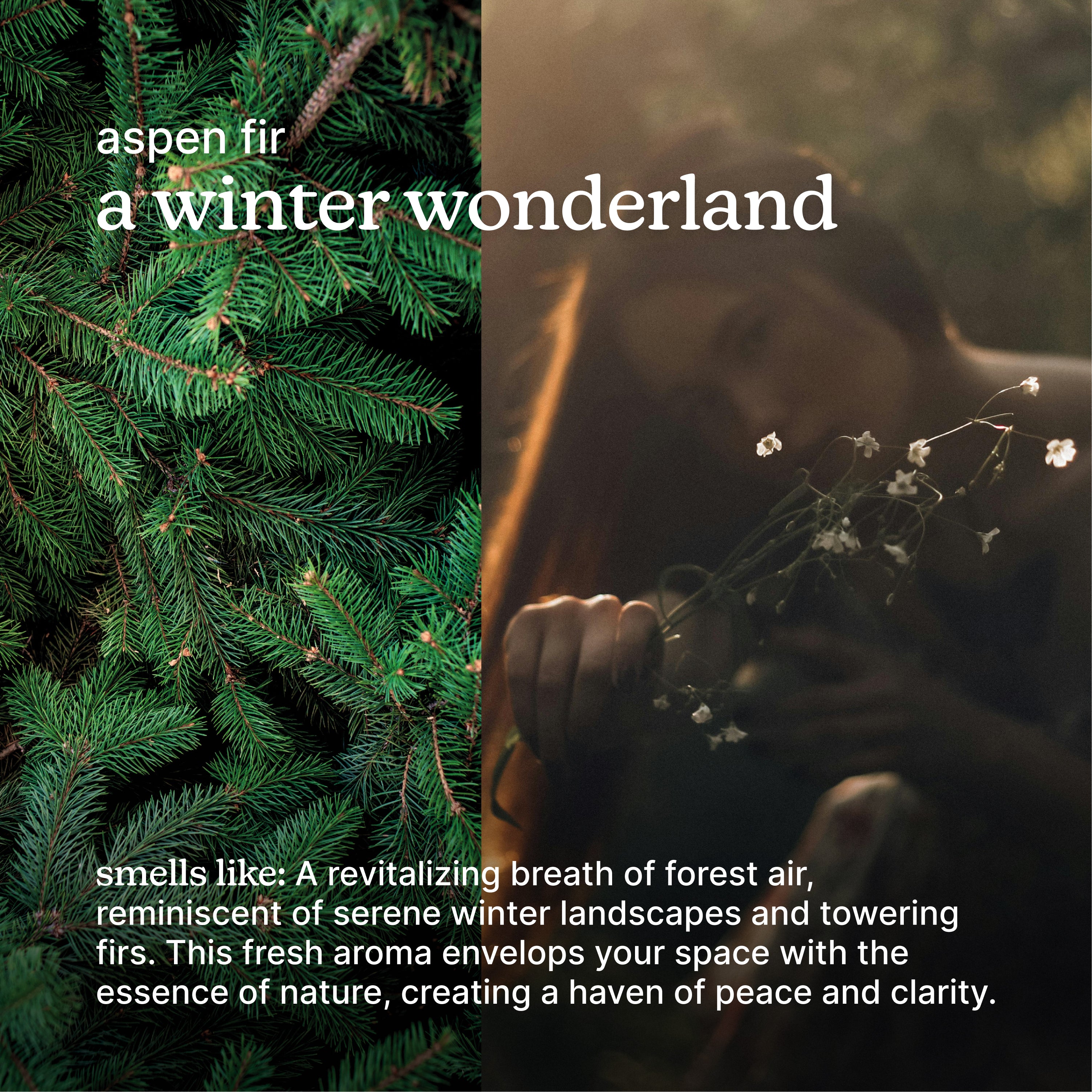 homedics-serenescent-aspen-fir-limited-edition-essential-oil-aromatherapy-refill image 3