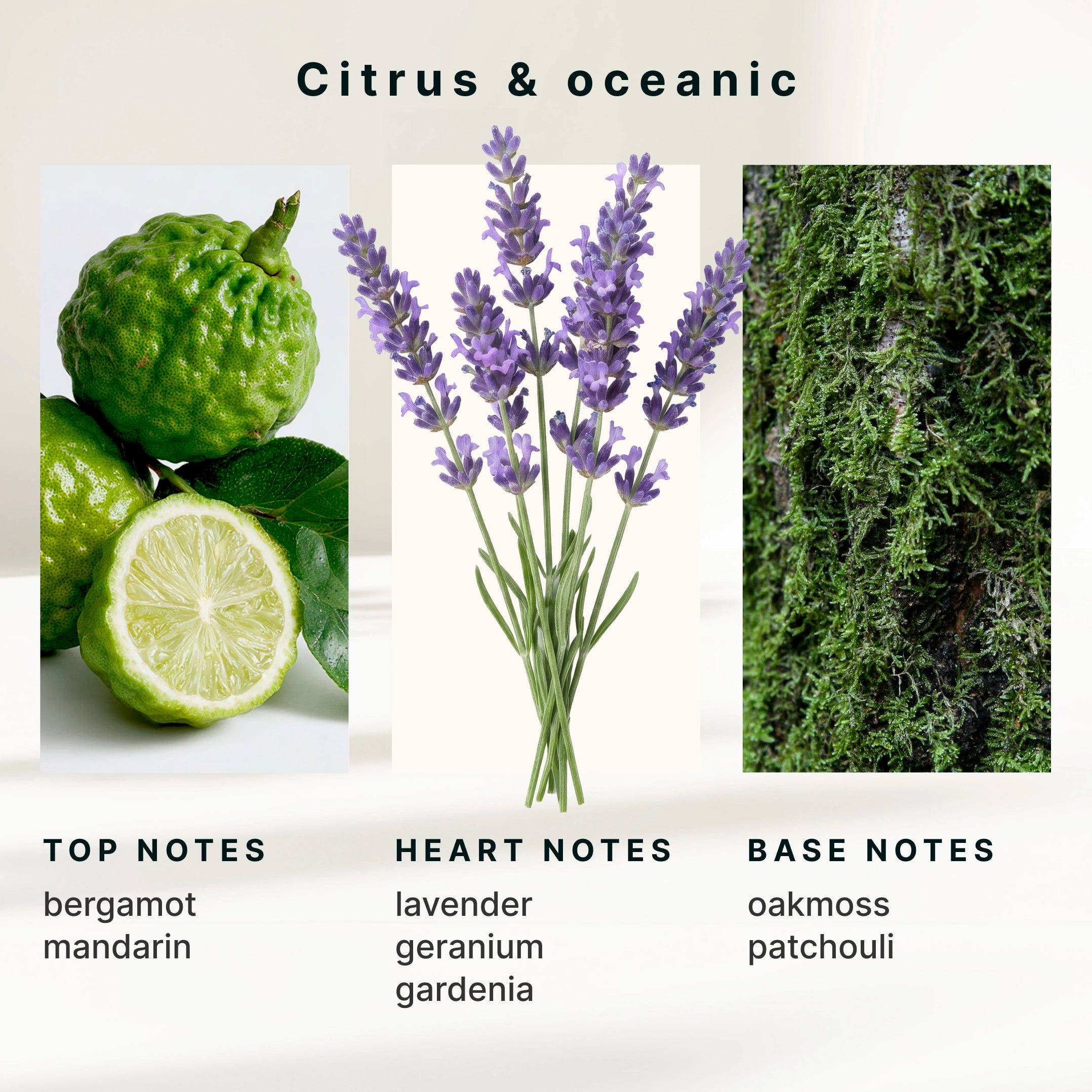 homedics-serenescent-bergamot-lavender-essential-oil-blend image 6
