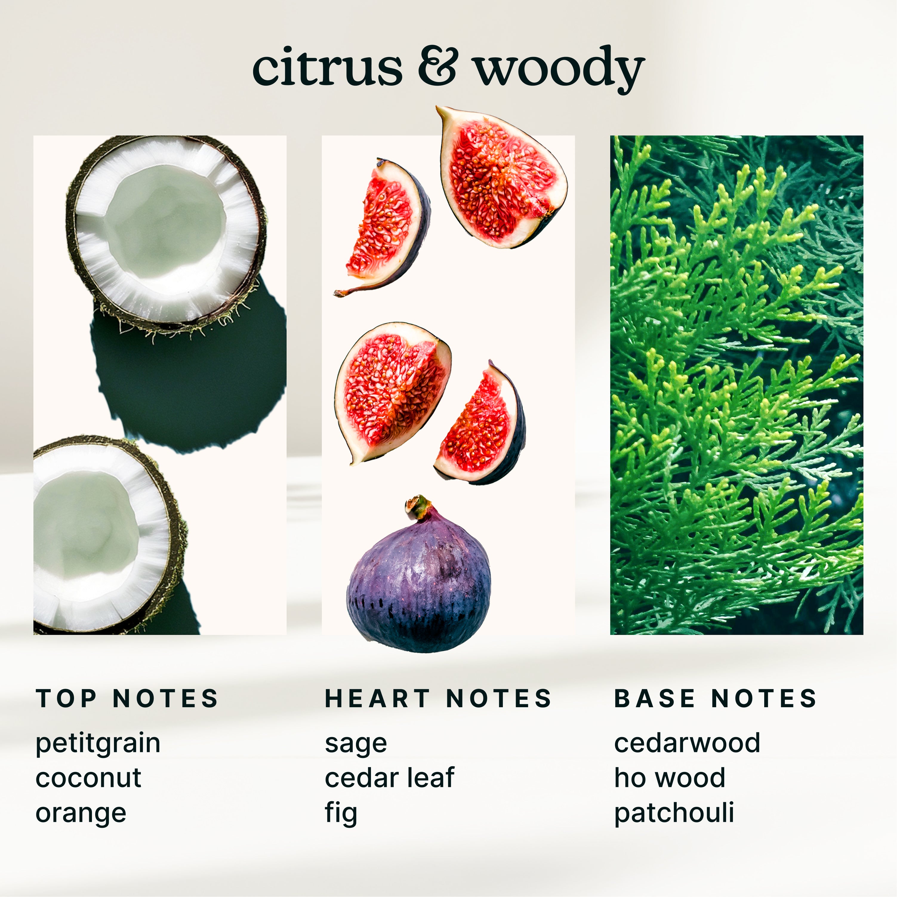 homedics-serenescent-fig-sage-aromatherapy-oil image 4