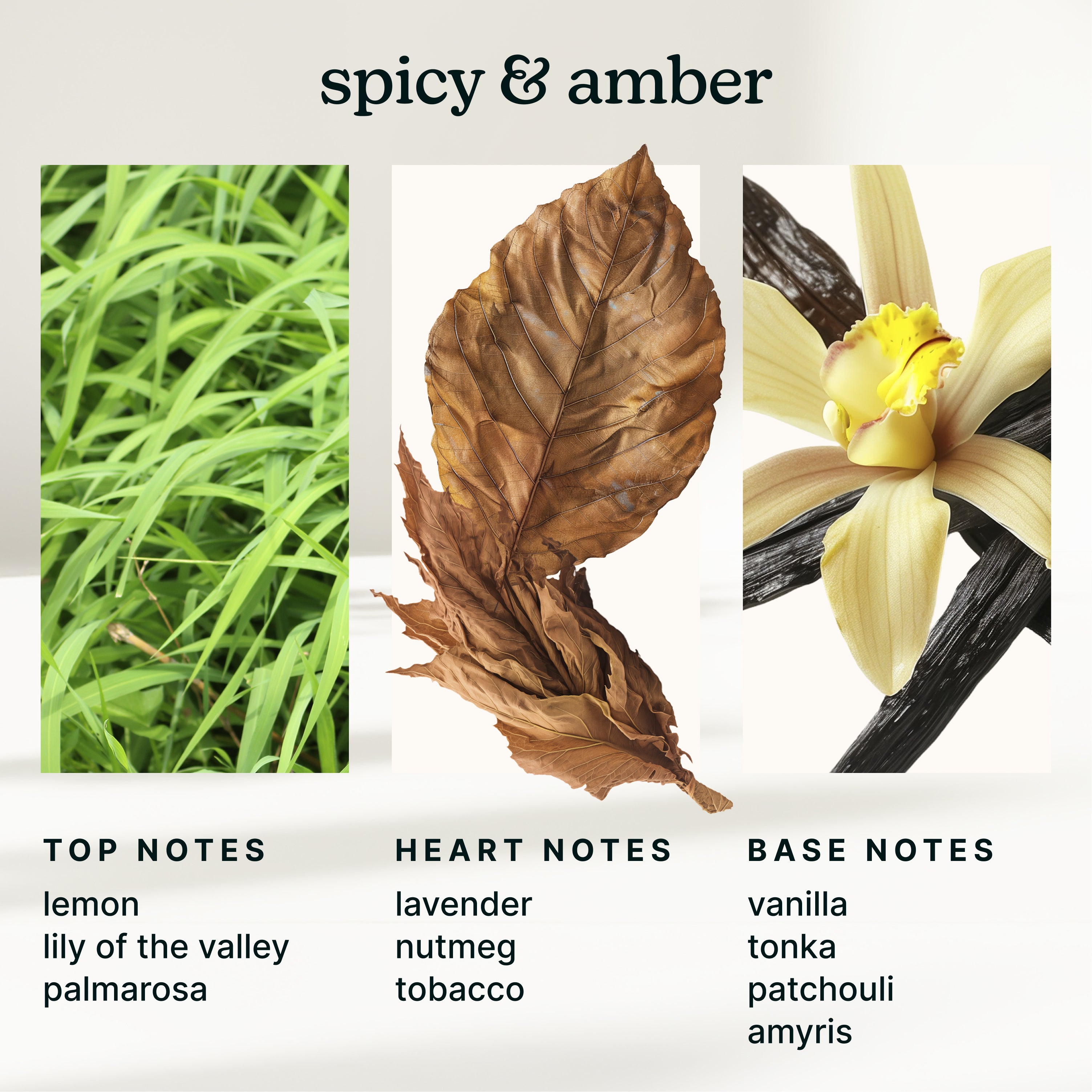 homedics-serenescent-gilded-amber-tonka-aromatherapy-fragrance image 4
