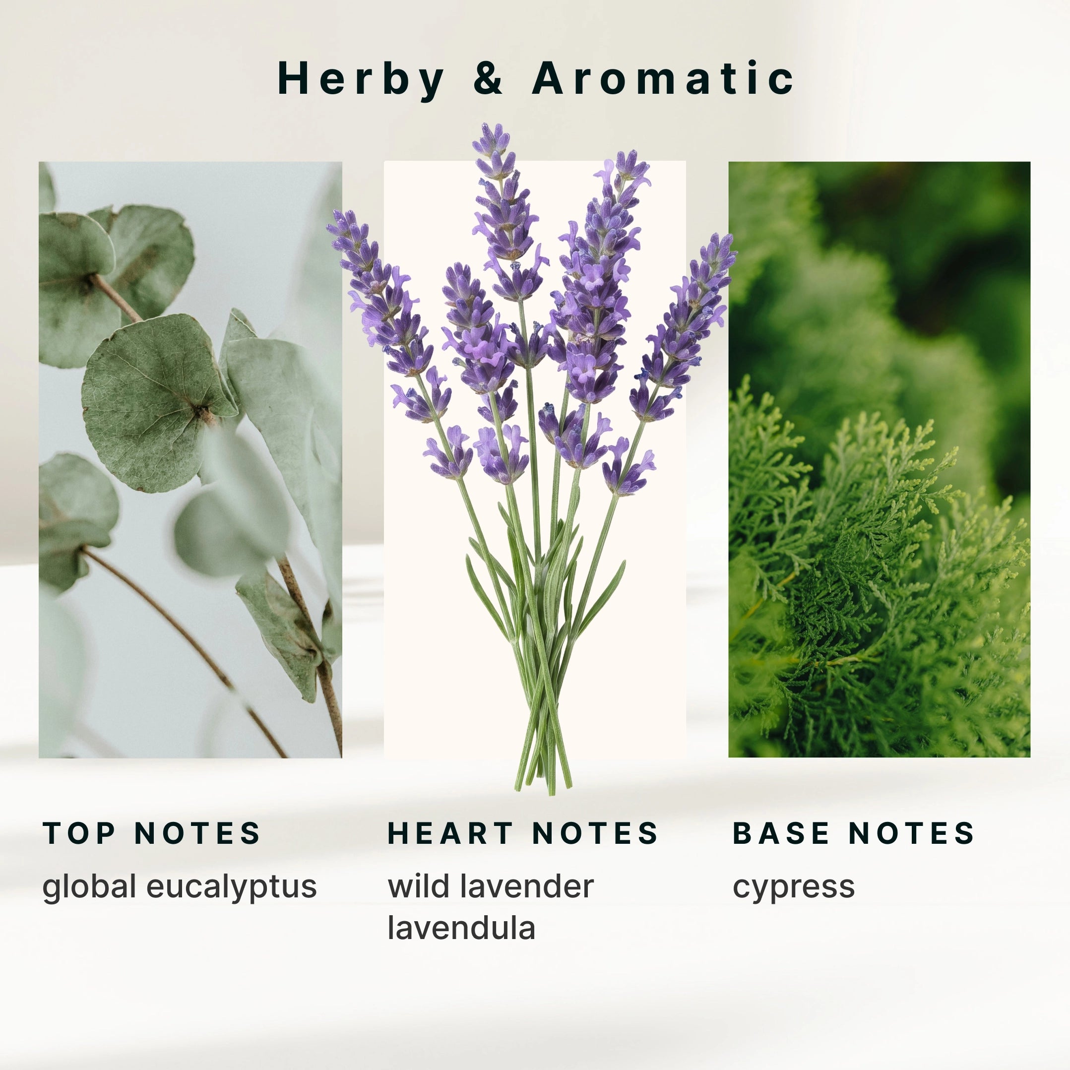 homedics-serenescent-lavender-eucalyptus-essential-oil-blend-15ml image 6