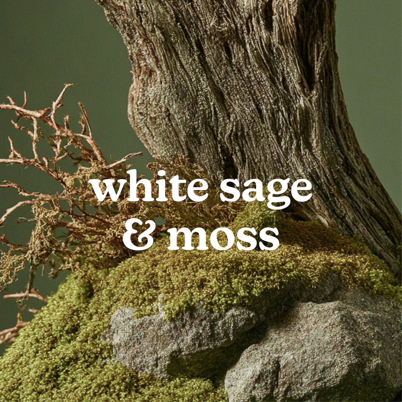 homedics-serenescent-white-sage-moss-15ml-essential-oil-blend image 2