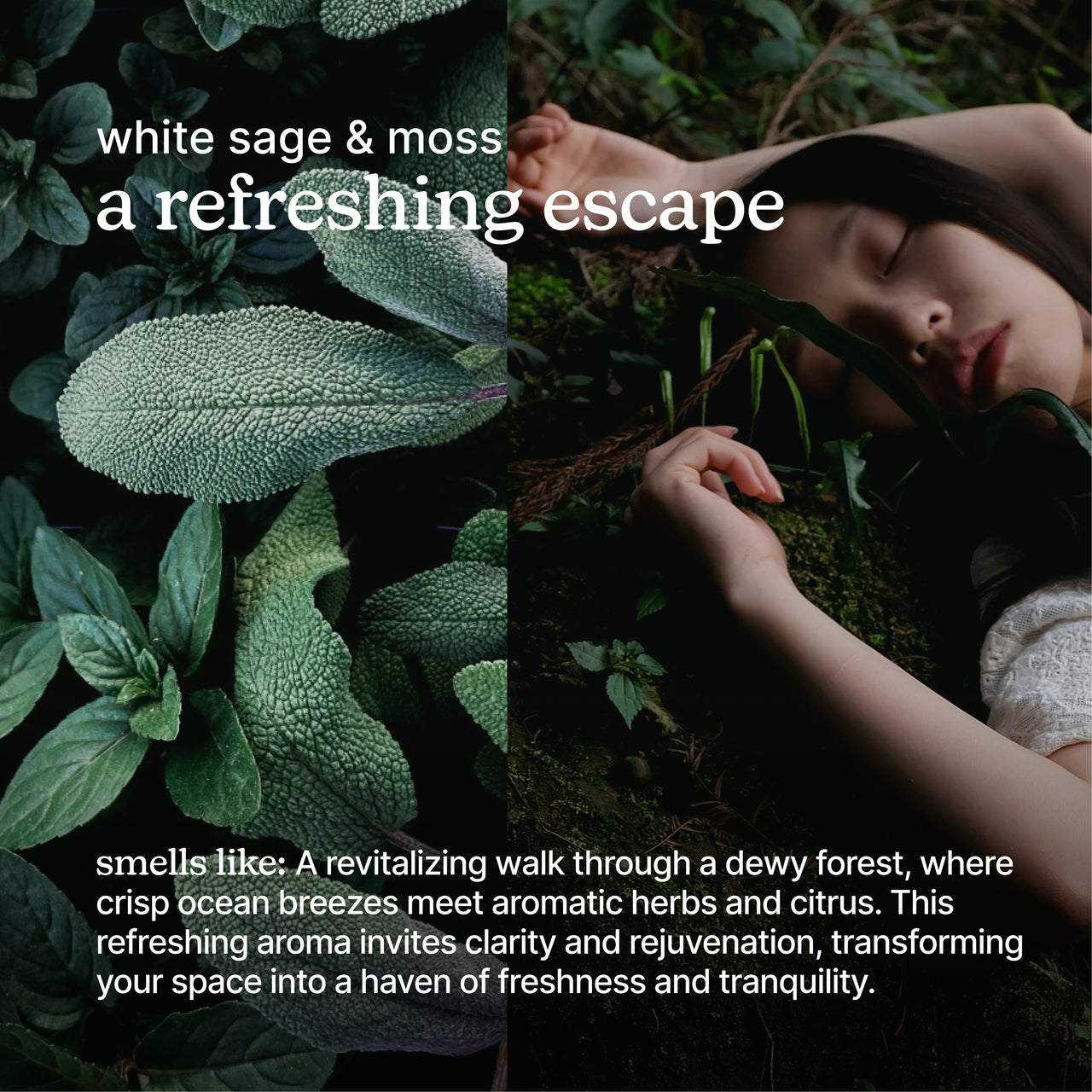 homedics-serenescent-white-sage-moss-15ml-essential-oil-blend image 3