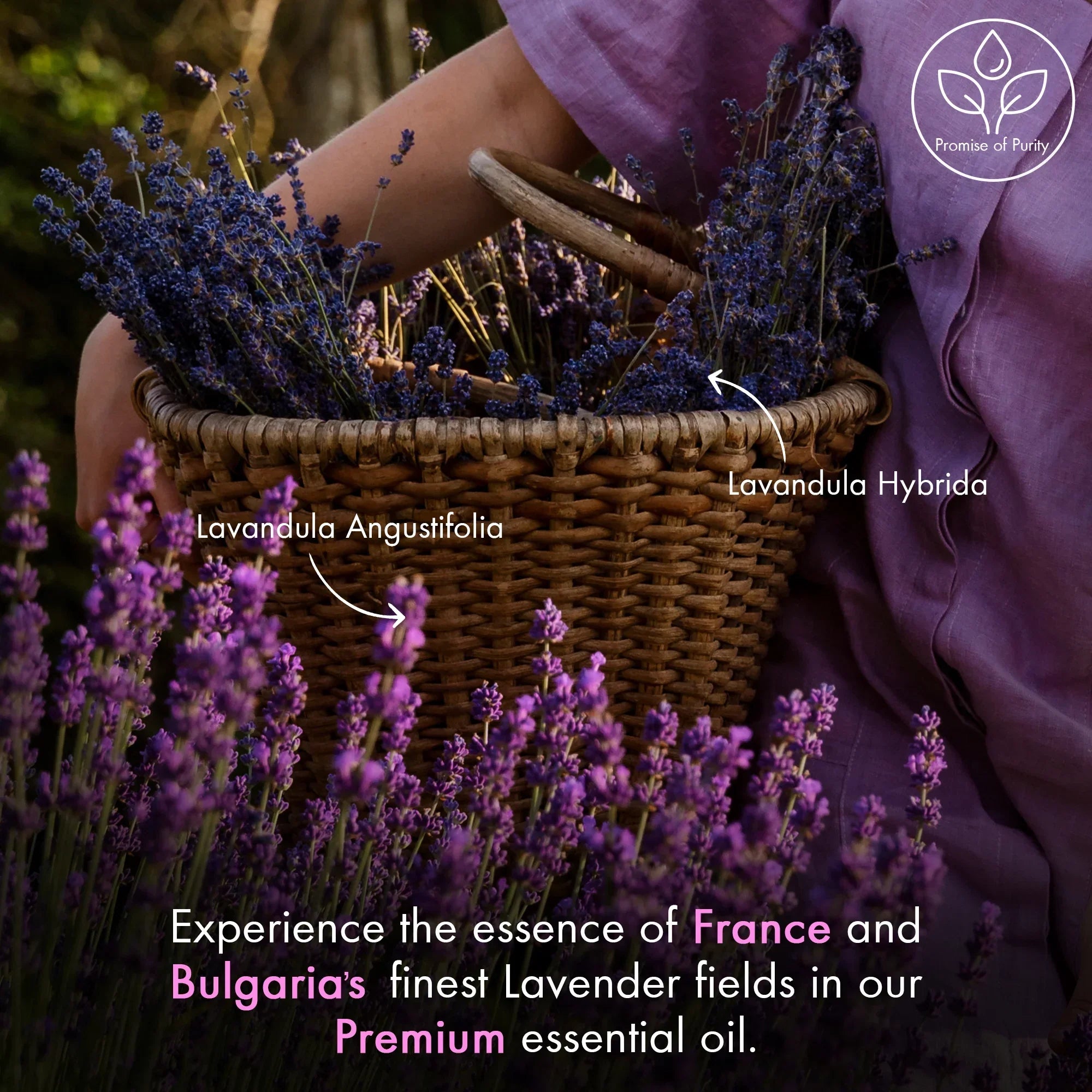 majestic-pure-eucalyptus-lavender-essential-oil-duo image 8